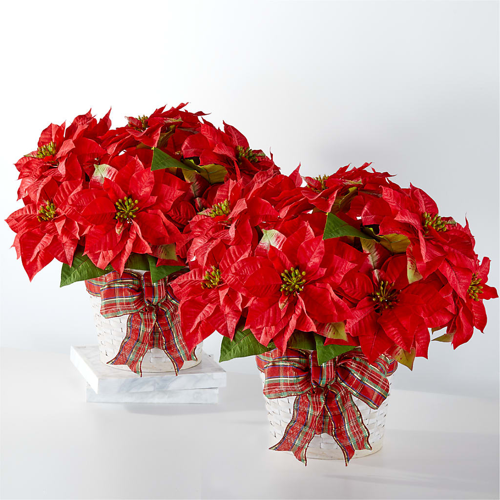 Happiest Holidays Poinsettia Bundle – Upscale Flowers, Clayton NJ