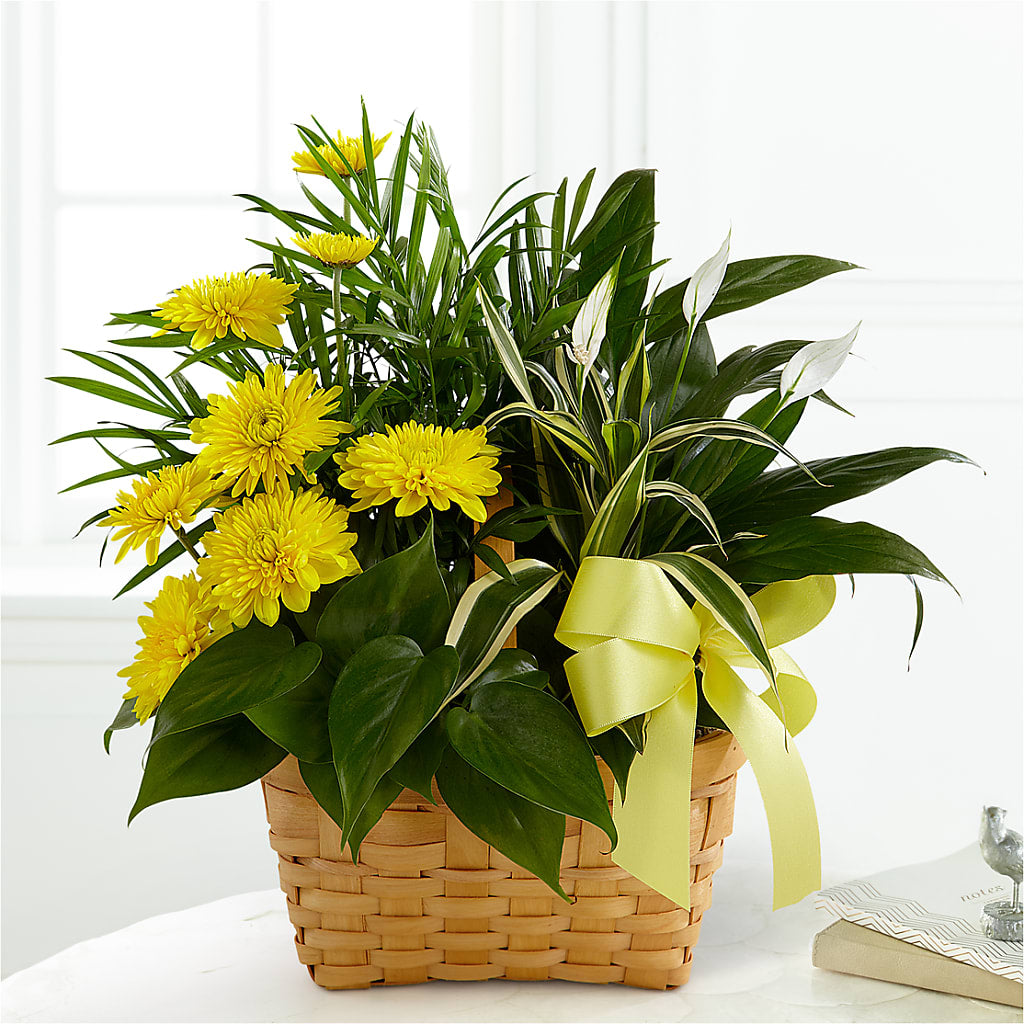 Loving Light Dishgarden – Upscale Flowers, Clayton NJ