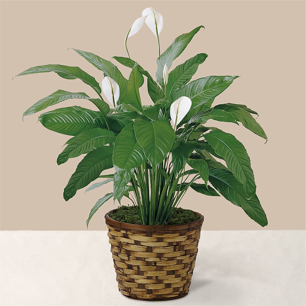 Tranquil Moments Peace Lily Plant – Upscale Flowers, Clayton NJ