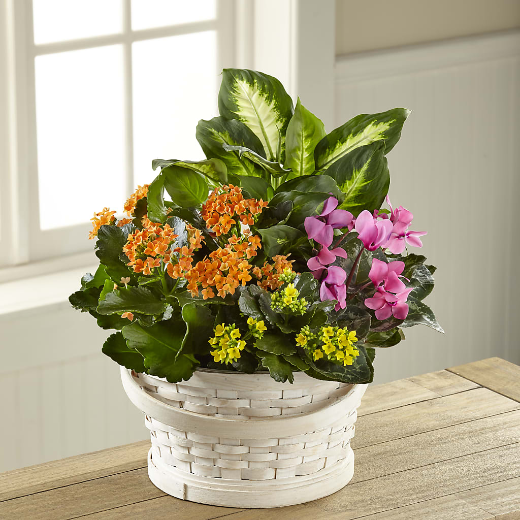 Color Crush Dishgarden – Upscale Flowers, Clayton NJ