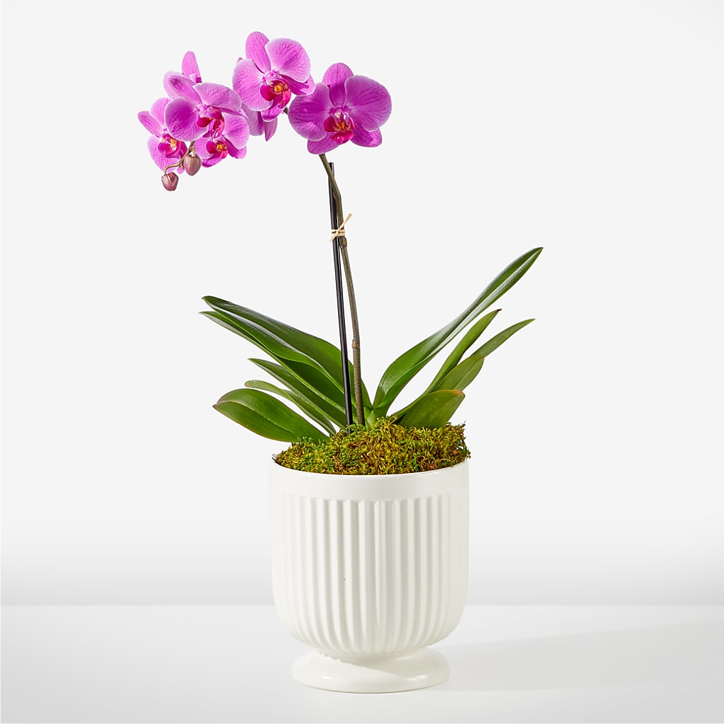 Friendly Fuchsia Orchid – Upscale Flowers, Clayton NJ