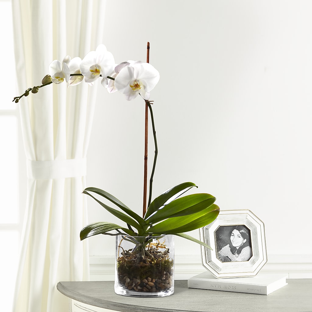 White Orchid Planter – Upscale Flowers, Clayton NJ