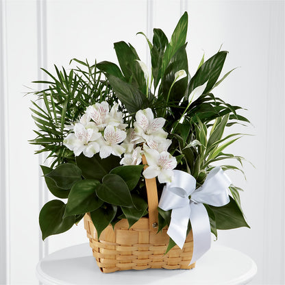 Peace & Serenity Dishgarden –  Upscale Flowers, Clayton NJ