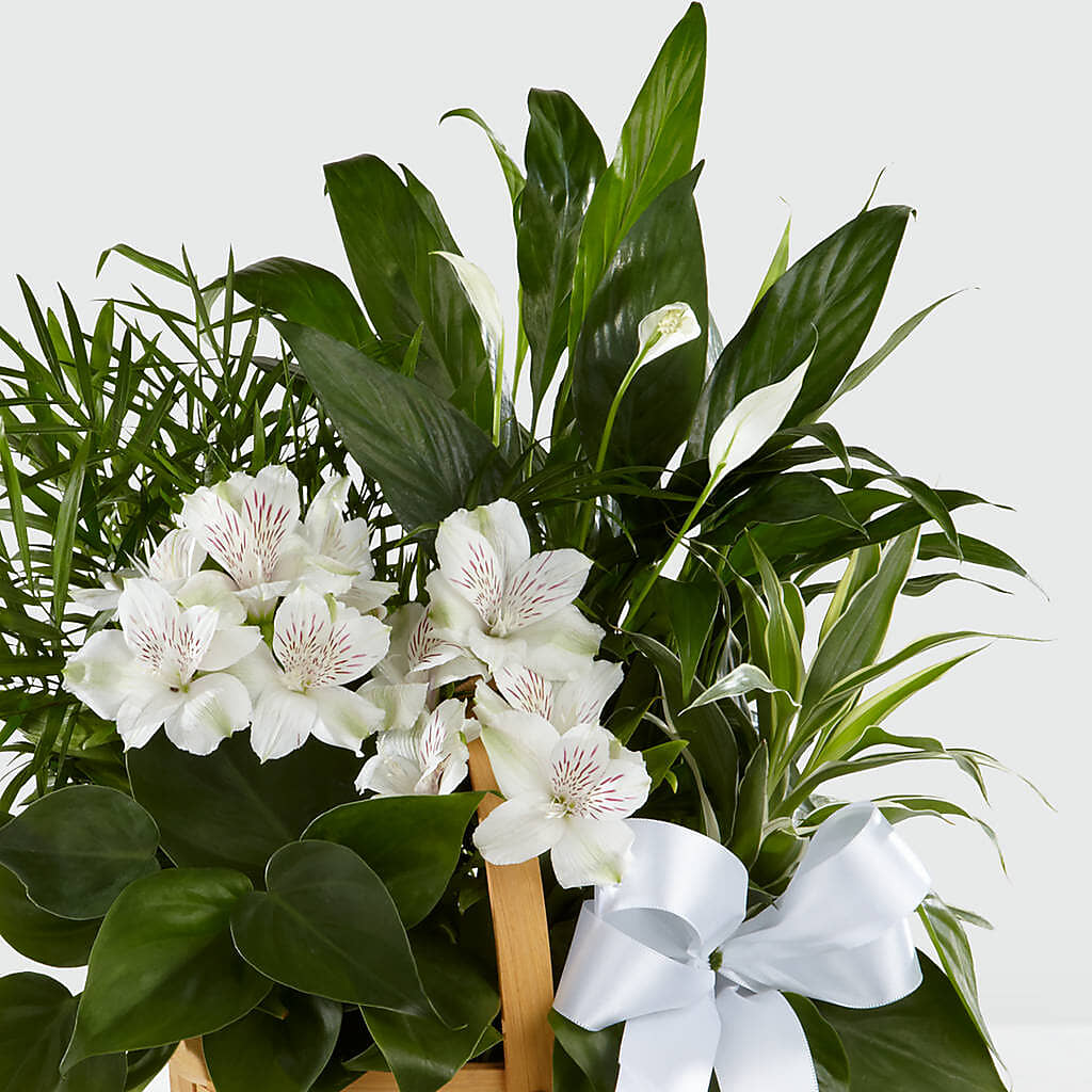 Peace & Serenity Dishgarden –  Upscale Flowers, Clayton NJ