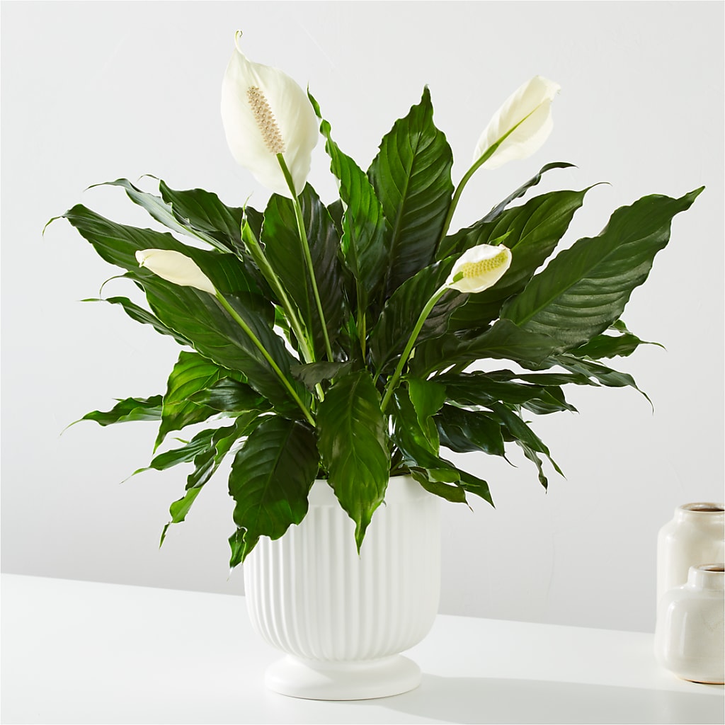 Comfort Planter –  Upscale Flowers, Clayton NJ