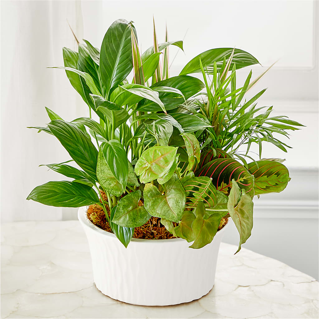 Balance & Harmony Dishgarden –  Upscale Flowers, Clayton NJ