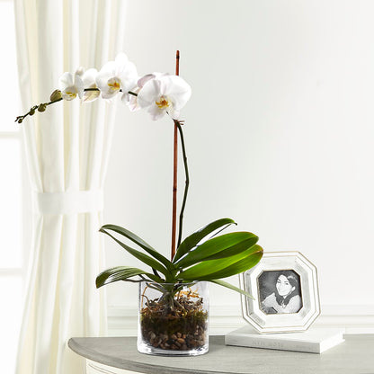 White Orchid Planter –  Upscale Flowers, Clayton NJ