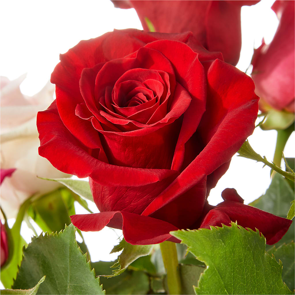 Love Notes Rose Bouquet –  Upscale Flowers, Clayton NJ